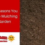 4 Great Reasons You Should Be Mulching Your Garden