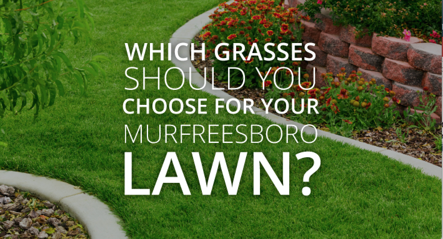 Which Grasses Should You Choose for Your Murfreesboro Lawn? - All